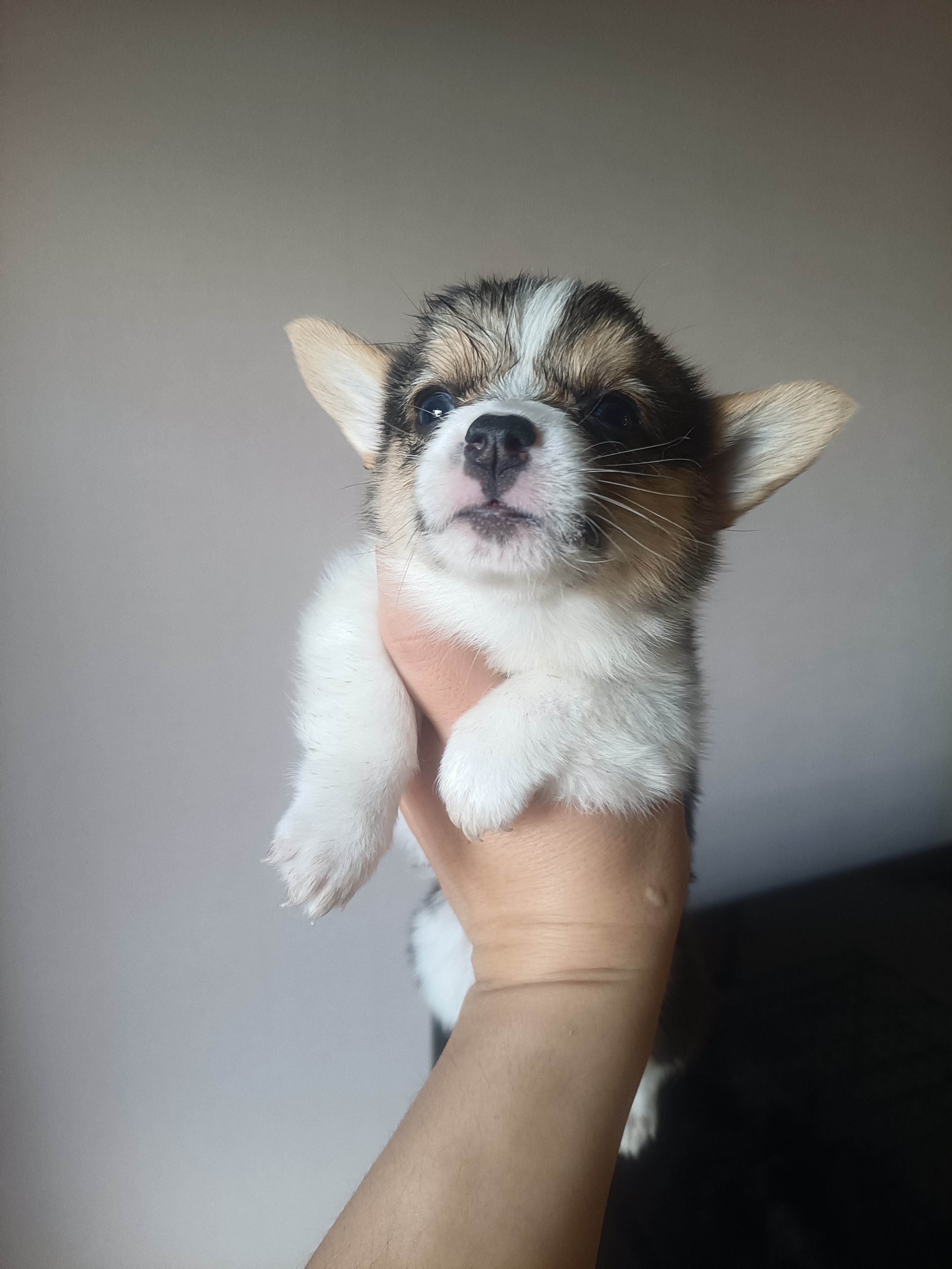 纯种三色柯基，专业繁殖柯基犬舍，终身喂养保障